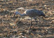 sandhill crane bird