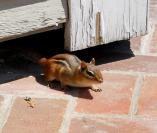 chipmunk