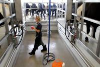 Becky Brown Cows