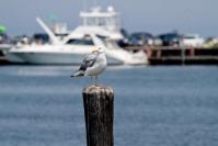 seagull