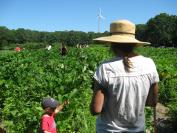 Morning Glory Farm