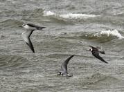 bridled tern black tern ocean