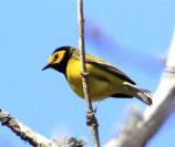 warbler