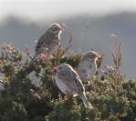 three sparrows