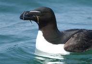 razorbill