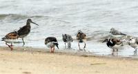 shorebirds sand ocean
