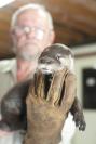 otter