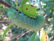 caterpillar
