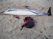 common dolphin