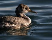 Red-necked  Grebe