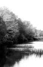 Mill Pond,