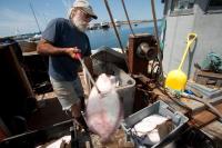 Menemsha Fish House
