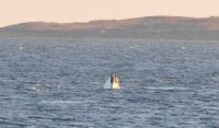Right whale ocean