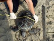 Green turtle tape measure