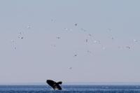right whale