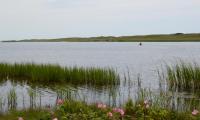 pond