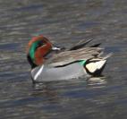 green-winged teal