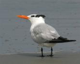 royal tern