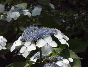 hydrangea