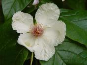 mountain camelia