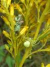 crab spider