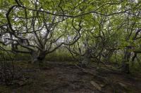 trees