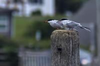 terns