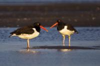 oystercatchers