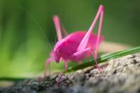 pink bug
