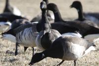 brant in oak bluffs