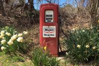 daffodils bloom in Chilmark 