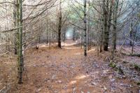 island forest path