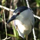 Black Crowned Night Heron