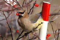 Cedar Waxwing