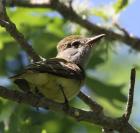 Great-Crested Flycatcher