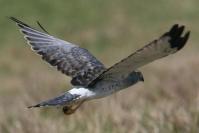 Harrier