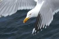 Herring Gull