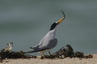 Least Tern