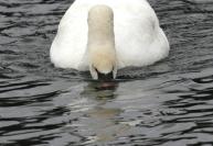 Mute Swan