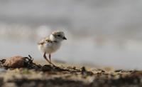 Piping Plover chick