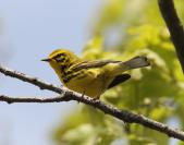 Prarie Warbler