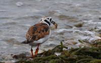 Ruddy Turnstone