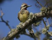 Yellow-Bellied Sapsucker