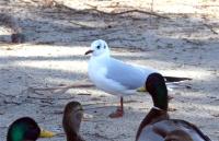 gull