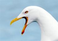 herring gull