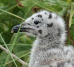great black-backed gull