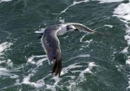 laughing gull
