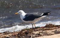 lesse black backed gull