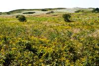 aquinnah, moshup trail, moors