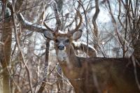 Deer, Aquinnah